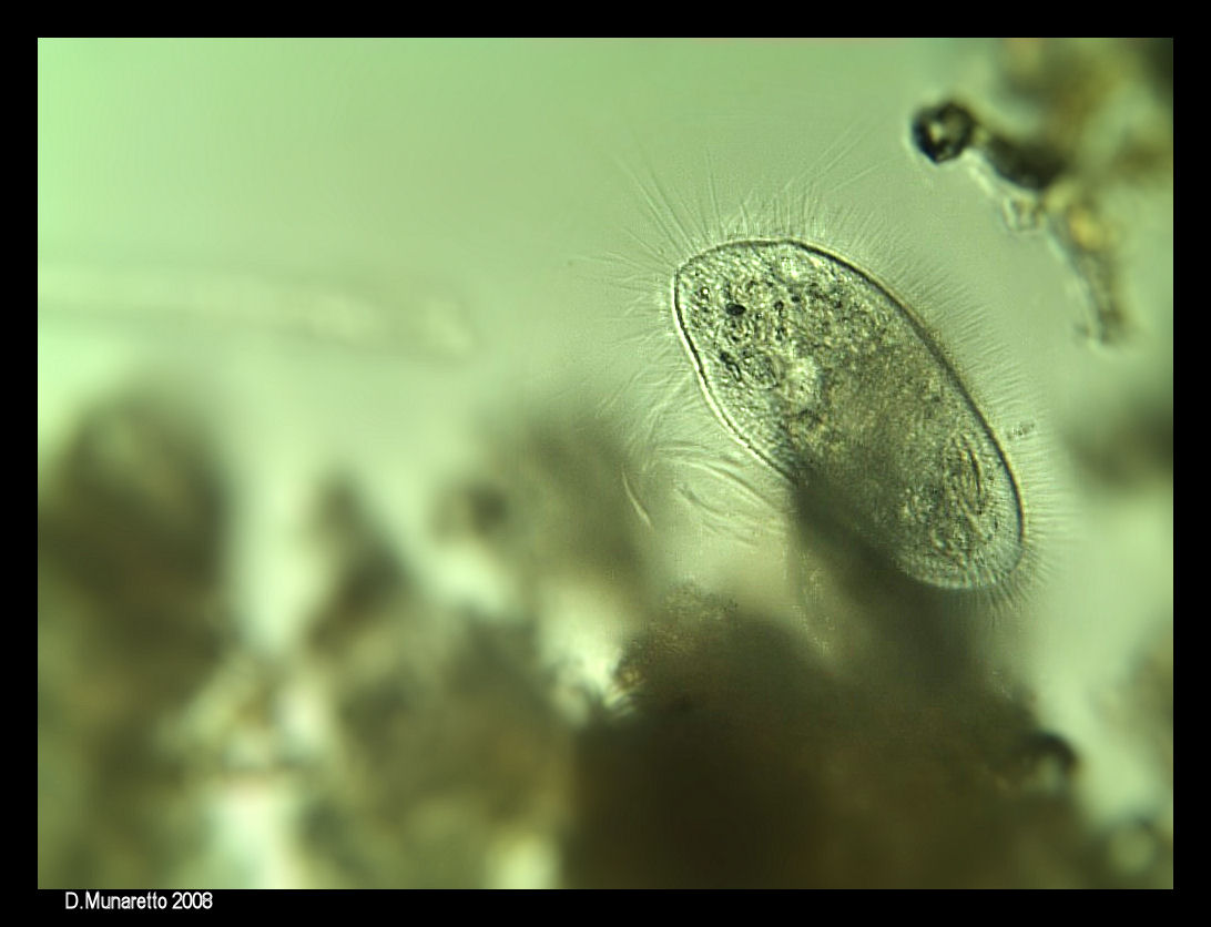 Ciliato...peloso! [ Pleuronema crassum ]